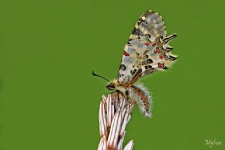 Orman Fistosu (Allancastria  cerisyi)