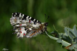 Orman Fistosu (Allancastria  cerisyi)