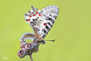 Orman Fistosu (Allancastria  cerisyi)