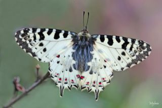 Orman Fistosu (Allancastria  cerisyi)