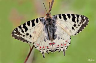 Orman Fistosu (Allancastria  cerisyi)