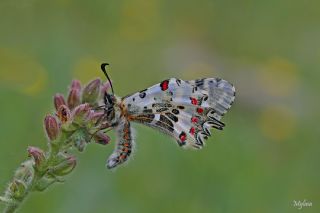 Orman Fistosu (Allancastria  cerisyi)