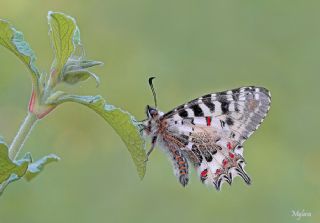 Orman Fistosu (Allancastria  cerisyi)