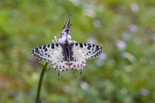 Orman Fistosu (Zerynthia cerisyi)