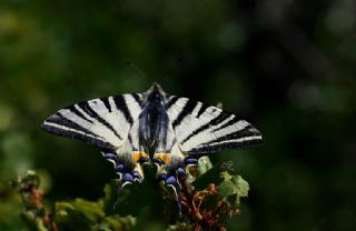 Erik Krlangkuyruk (Iphiclides podalirius)