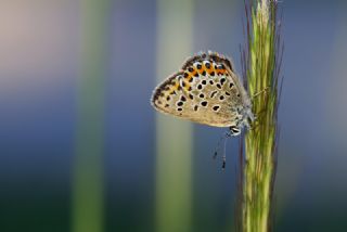 das Mavisi, Esmergz (Plebejus idas)