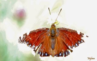 Sar� Bandl� Kadife&nbsp;(Inachis&nbsp;antiopa)