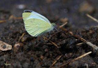 Da Beyazmelei (Pieris ergane)