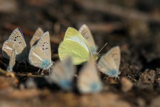 Da Beyazmelei (Pieris ergane)