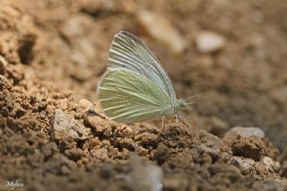 Da Beyazmelei (Pieris ergane)