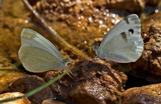 Da� Beyazmele�i&nbsp;(Pieris&nbsp;ergane)