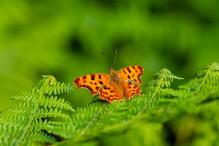 Yrtk Prtk (Polygonia c-album)