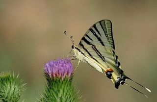 Erik Krlangkuyruk (Iphiclides podalirius)