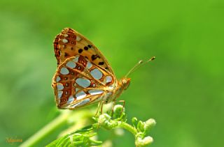 �spanyol Krali�esi&nbsp;(Issoria&nbsp;lathonia)