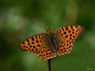 spanyol Kraliesi (Issoria lathonia)