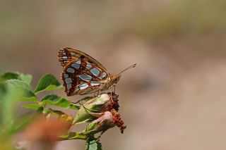 spanyol Kraliesi (Issoria lathonia)