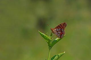spanyol Kraliesi (Issoria lathonia)