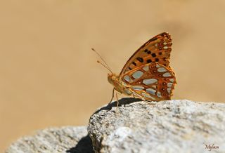 spanyol Kraliesi (Issoria lathonia)