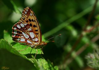 spanyol Kraliesi (Issoria lathonia)