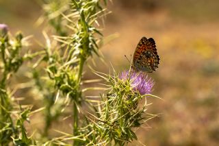 Niyobe (Fabriciana niobe)