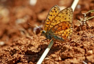 Niyobe&nbsp;(Fabriciana&nbsp;niobe)