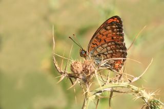 Niyobe&nbsp;(Fabriciana&nbsp;niobe)