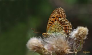 Byk nci (Fabriciana adippe)