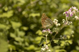 Cengaver (Argynnis paphia)