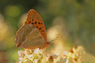 Cengaver (Argynnis paphia)
