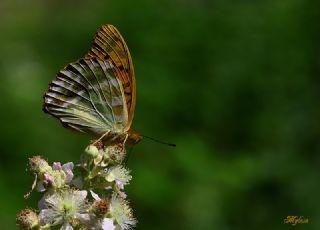 Cengaver (Argynnis paphia)