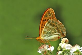 Cengaver (Argynnis paphia)