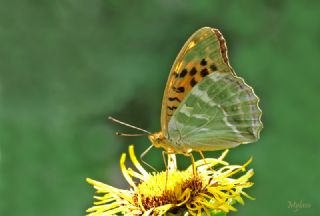 Cengaver&nbsp;(Argynnis&nbsp;paphia)