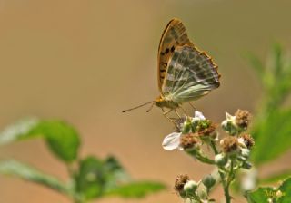 Cengaver (Argynnis paphia)