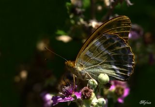 Cengaver (Argynnis paphia)