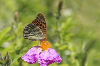 Cengaver (Argynnis paphia)