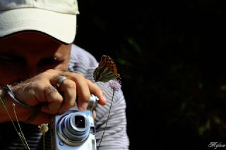 Cengaver (Argynnis paphia)