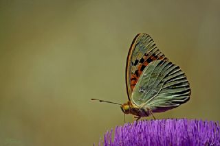 Bahadr (Argynnis pandora)