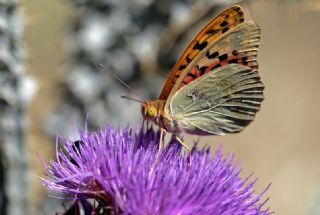Bahadr (Argynnis pandora)
