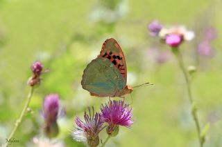 Bahadr (Argynnis pandora)