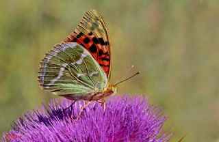 Bahadr (Argynnis pandora)