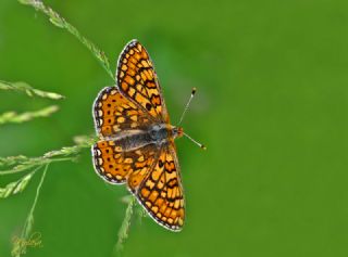 Nazuum (Euphydryas aurinia)