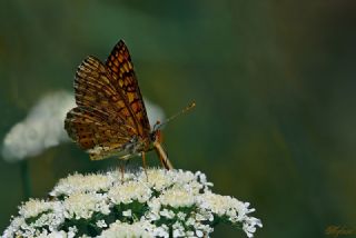 Nazuum (Euphydryas aurinia)