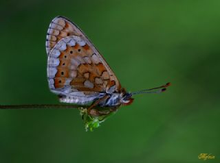 Nazu�um&nbsp;(Euphydryas&nbsp;aurinia)