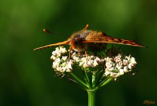 Nazuum (Euphydryas aurinia)