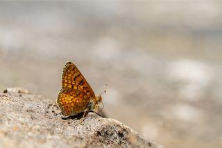 Nazu�um&nbsp;(Euphydryas&nbsp;aurinia)