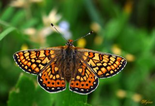Nazu�um&nbsp;(Euphydryas&nbsp;aurinia)