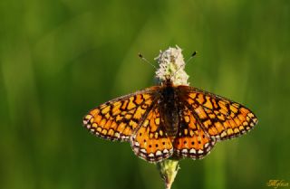 Nazuum (Euphydryas aurinia)