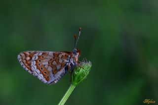 Nazuum (Euphydryas aurinia)