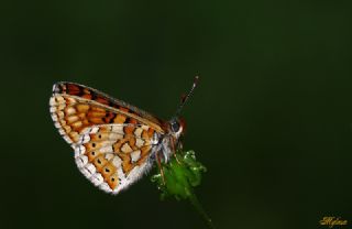 Nazuum (Euphydryas aurinia)