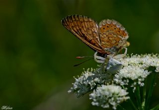 Nazuum (Euphydryas aurinia)